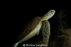 turtle posing for me by Richie Leighton 
